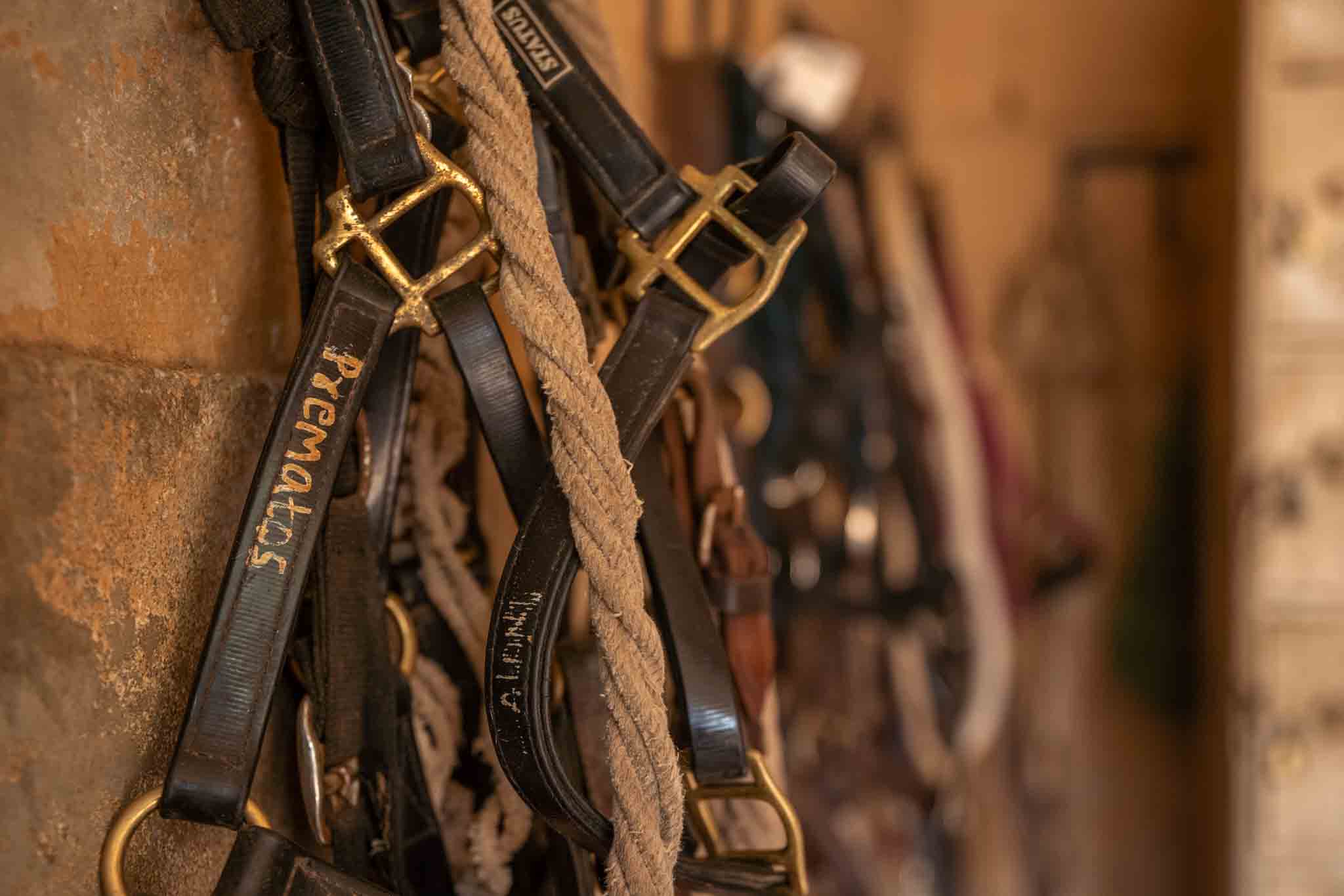 Unleash Fun: Pony Riding Adventures Your Kids Will Love!