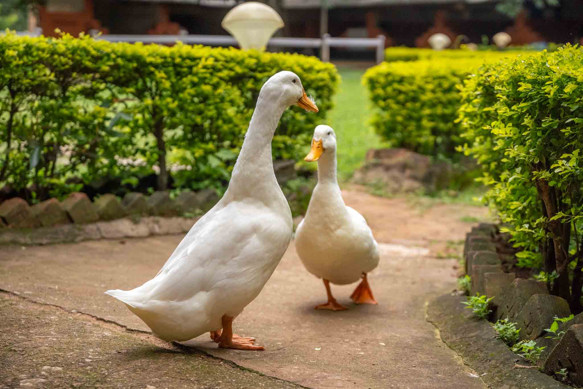 Unforgettable Experience: Why Couples Love Our Horse Riding Trails!