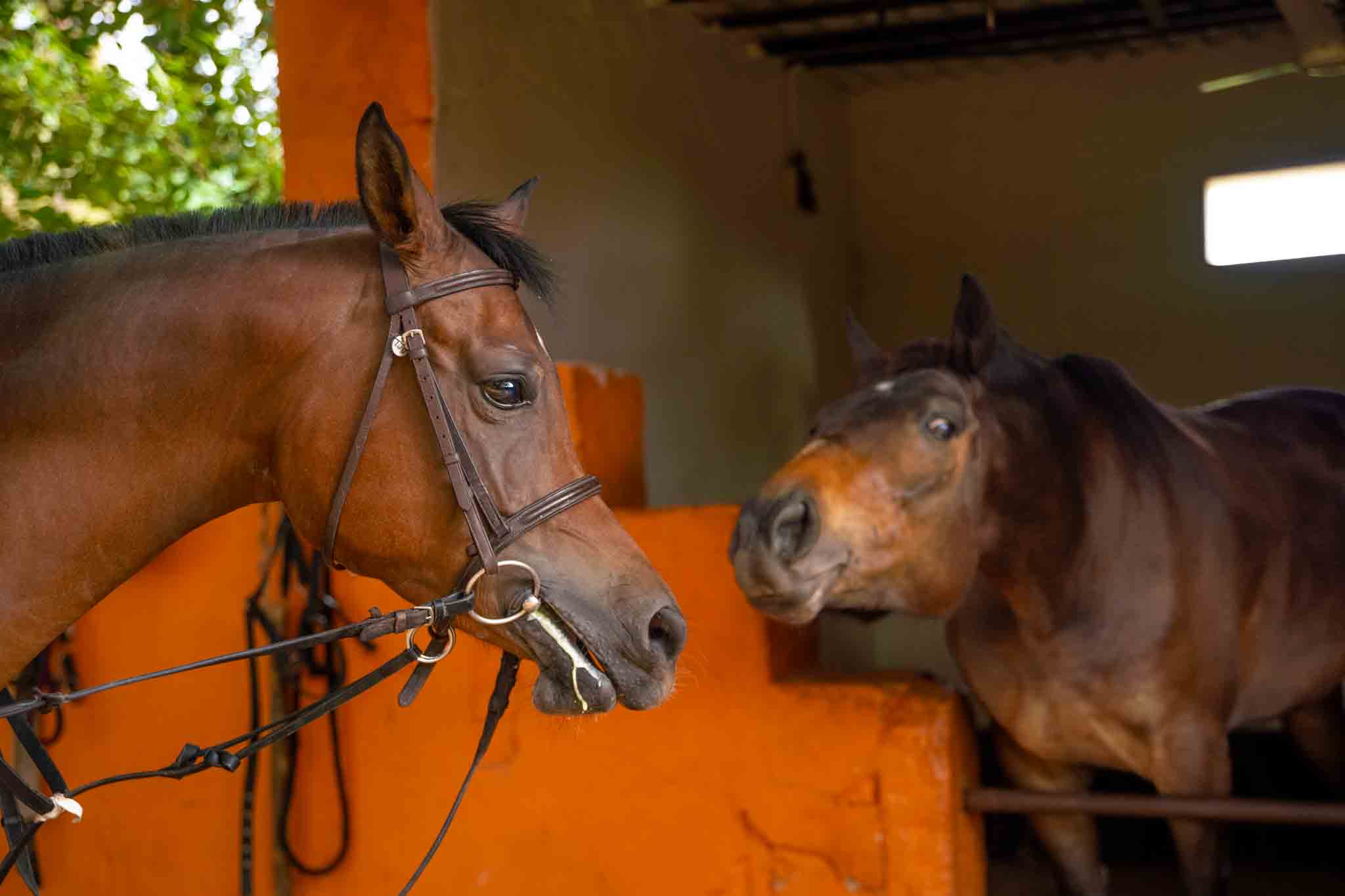 Why Every Parent Should Try Pony Riding & Nature Trail Ride for Kids